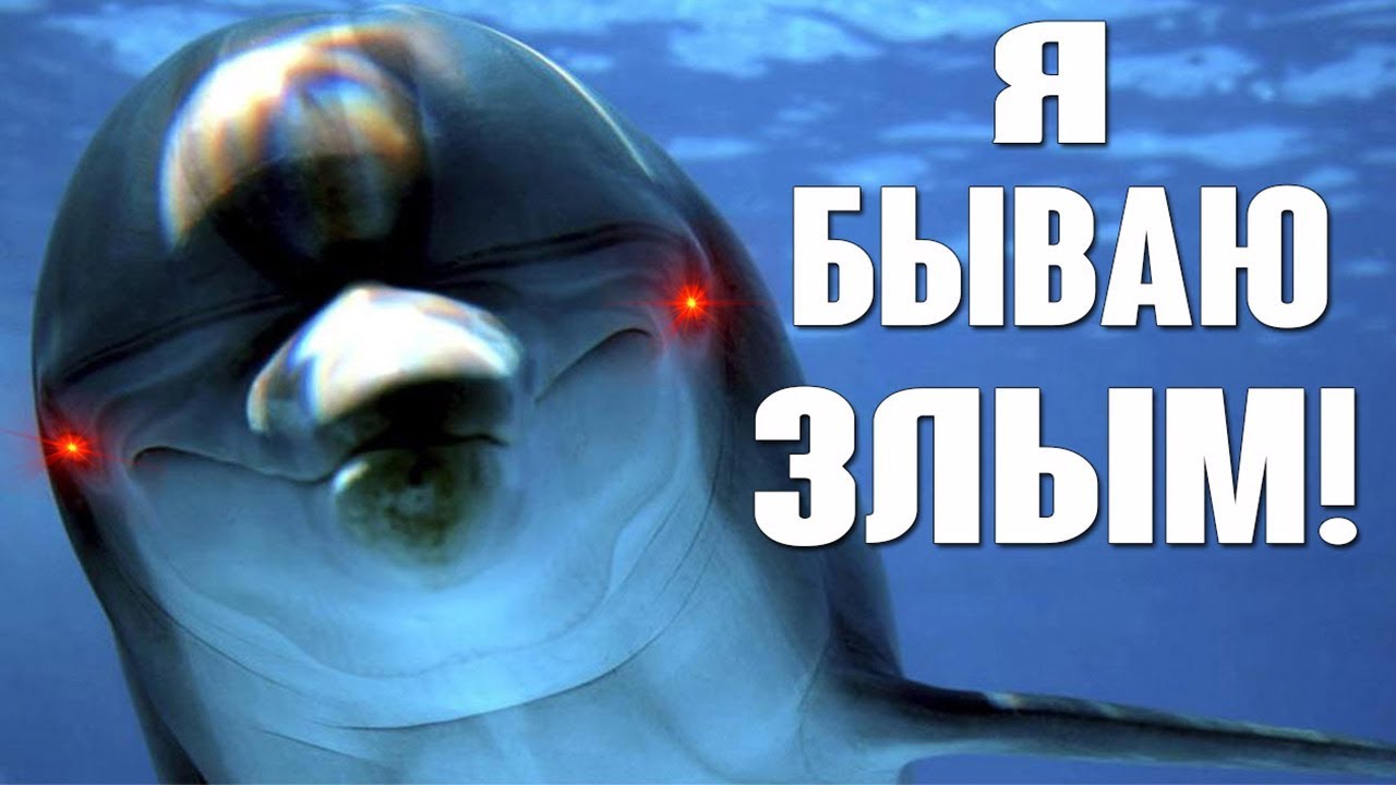 ⁣Подборка: Дельфины нападают на людей
