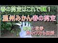 【温州みかん】みかんの春剪定。実演と解説【春の剪定】