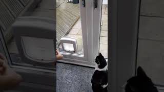 Squirrel comes to back door  for his nuts by Eddy Pro Lay Carpets 236 views 6 years ago 1 minute, 14 seconds