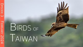 Taiwan Birding Adventure: Island's Endemic Avian Treasures | Episode 3
