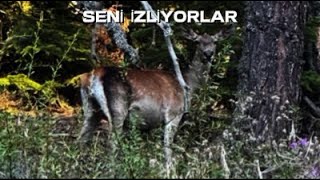 Bolu’nun Vahşi Doğasında Neler Var? (Gerçek Görüntüler)