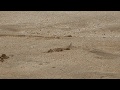 Crab on Maluaka Beach
