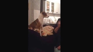 Jack Russell Lina Talking