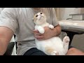 今日も甘えんぼ猫達を交互になでなでするので忙しい下僕です