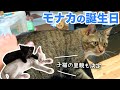 子猫の里親さん決定＆モナカ5歳の誕生日