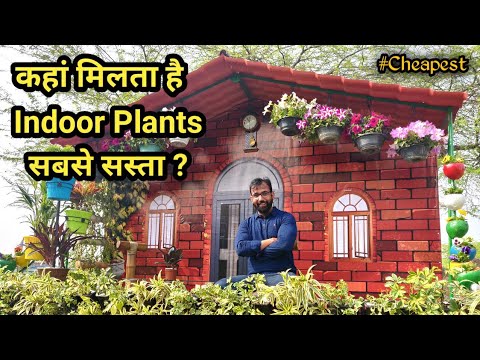 Buy Affordable Indoor Plants | Budget-Friendly Houseplants with