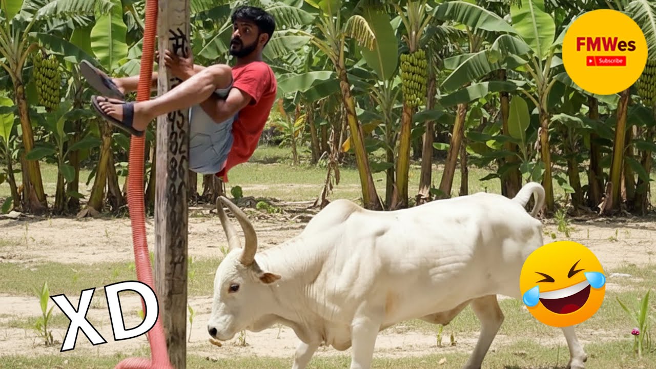 SI TE RÍES PIERDES NIVEL DIOS #529 🤣 TOP 100 VIDEOS MÁS DIVERTIDOS DE TODOS LOS TIEMPOS 😆