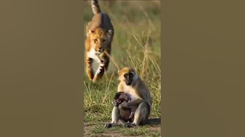 ‎🐘❤️ **Wildlife Heroes: How a Baby Elephant Rescued a Lonely Monkey** 🐵❤️