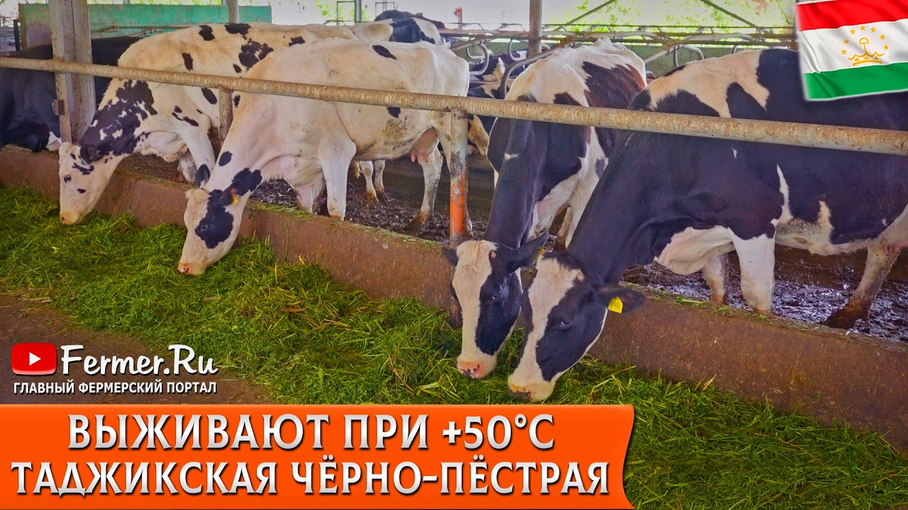 🐄Молочное животноводство Таджикистана. Чёрно-пёстрый молочный скот в жару 50°С. Содержание телят