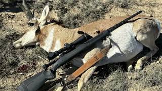 Peltonen Ranger M95: la prova sul campo a caccia in Colorado by all4hunters ITALIA 586 views 10 days ago 1 minute, 46 seconds