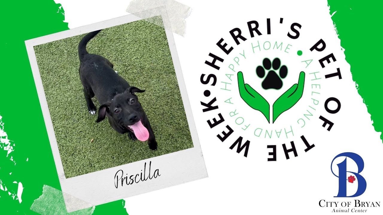 Pet of the Week: Priscilla❤