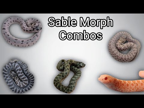 Updated Sable Morph