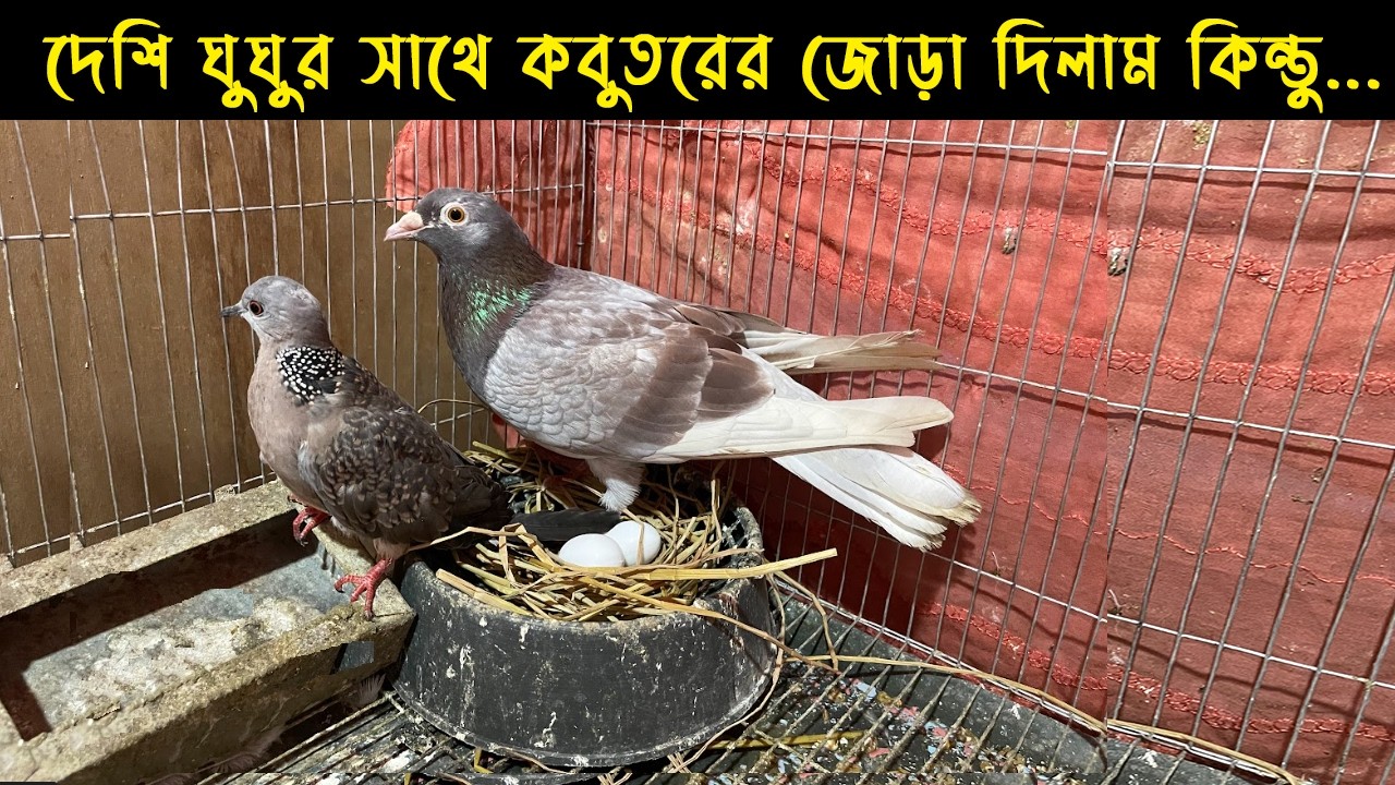 দেশি ঘুঘু ও কবুতর জোড়ার জীবন কাহিনী | Bird Story-205 | The Life Story of Pigeon & Dove Bird | E04