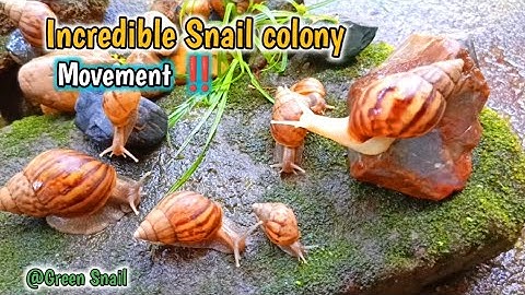 The Unique incredible Locomotion of the snails colonies​ #Snails #SnailColony #SnailLocomotion 