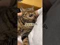 「大好きぃっ」とママに愛を伝えながら、お膝の上で甘える猫