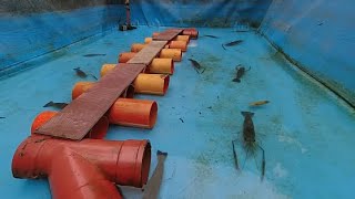 Part 5 | How To Start Giant Freshwater Prawn Backyard Farming | Ulang Farming (Tagalog)