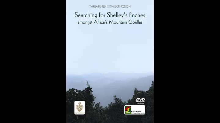 THREATENED WITH EXTINCTION. Searching for Shelleys finches amongst Africas Mountain Gorillas