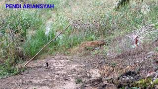 Gak Pakek Lama Langsung Sangkut Satu Ekor mikat Burung Kacer
