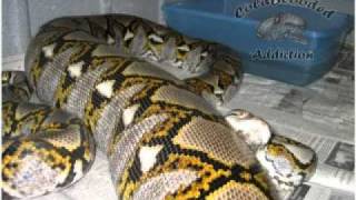 Tiger Reticulated Python Tribute