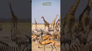 When Survival Unites: Predators and Prey Share a Dry Waterhole in an Unbelievable Truce🦌 #shortvideo