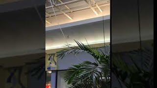 Mall Directs Leaking Roof to Water Plant || ViralHog