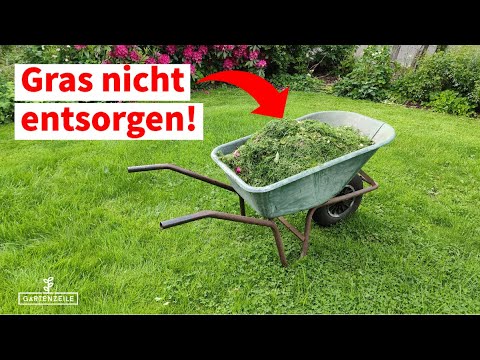 Video: Freudenfeuer (Gras): Pflanzen und Pflege