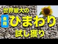 8月13日 ひまわりの育て方 試し獲り編【世界最大の食用ひまわり】タイタン