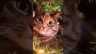 Главное украшение елки🎄🐈⬛🐈#котики#shorts