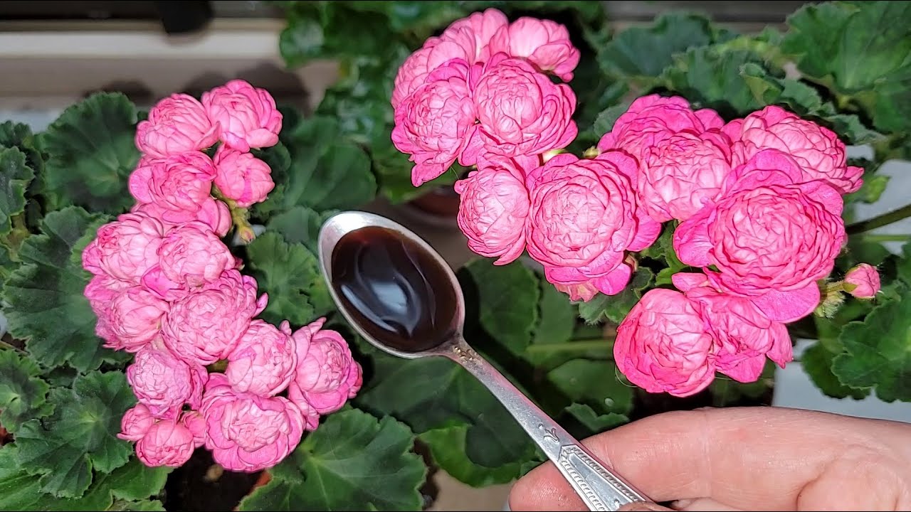 Цветочные советы от елены