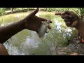 Pesca con anzuelo mucha pesca cocinada bajo la montaña