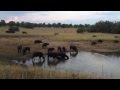 Massive Croc VS 1-Ton Buffalo - EPIC FOOTAGE!