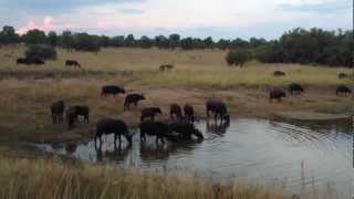 Massive Croc VS 1Ton Buffalo  EPIC FOOTAGE!