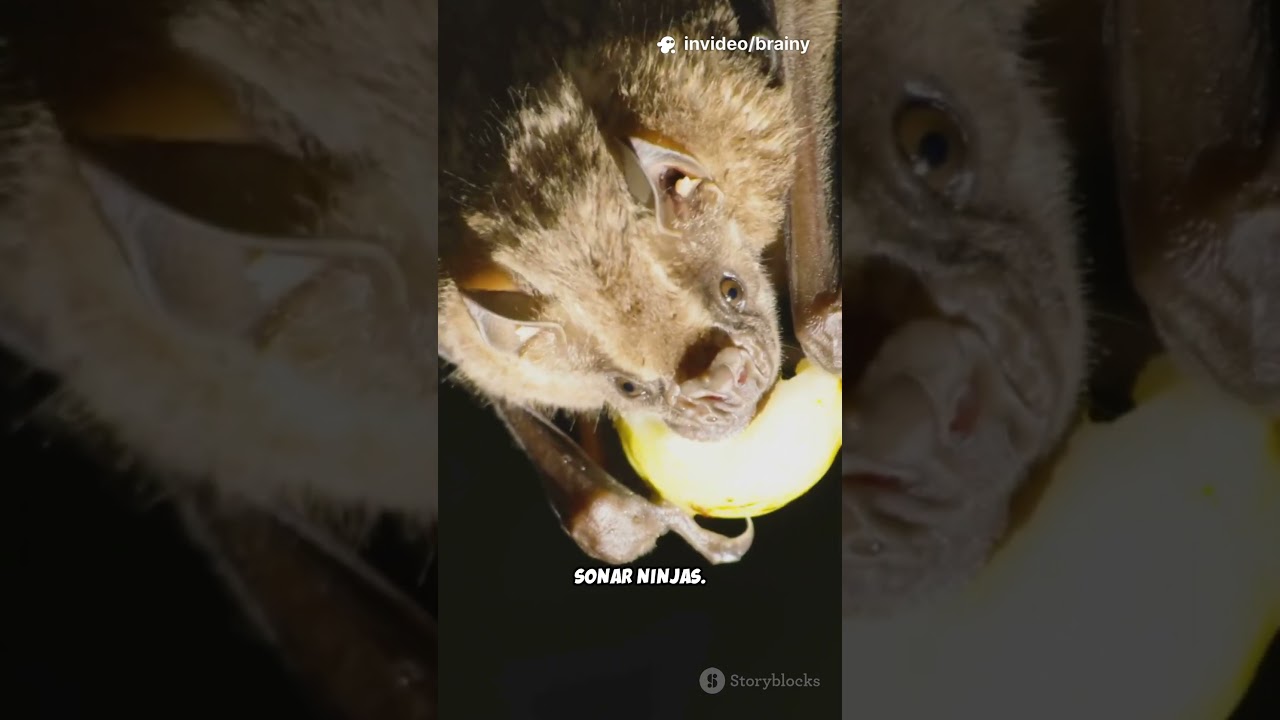 3 Bat Facts That Sound Fake (But Aren't)