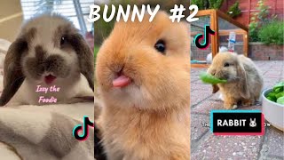 The Cutest Bunny / TikTok & İnstagram Compilation  2023  4K  PART 2