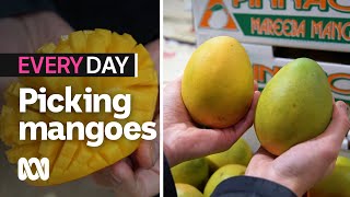 How to pick the best mangoes | Everyday Food | ABC Australia