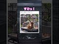 やっぱり液体でしたか…笑　#shorts#動物#かわいい#可愛い#癒し#癒し動画 #猫 #液体 #おもしろ