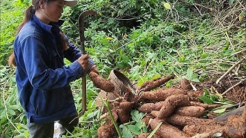 khawb qos los pub npua lub nej no khwv tiag tiag li os lawv aw