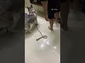 # Husky The Fielder 🦮 #husky #shorts #youtubeshorts #viral #viralvideo #viral