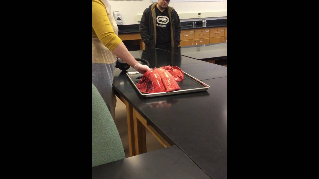 Anatomy class cow lungs - YouTube
