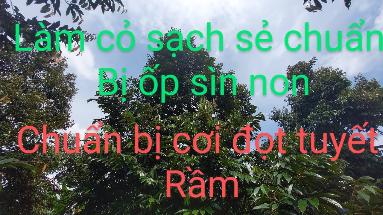 chia sẻ kinh nghiệm làm sầu riêng của 