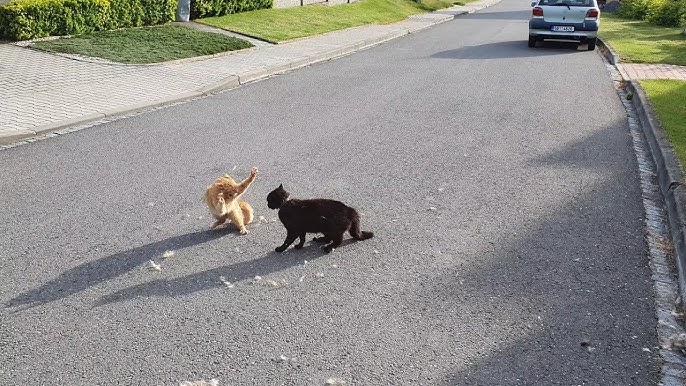 Angry Cat - Street Fighting Cats