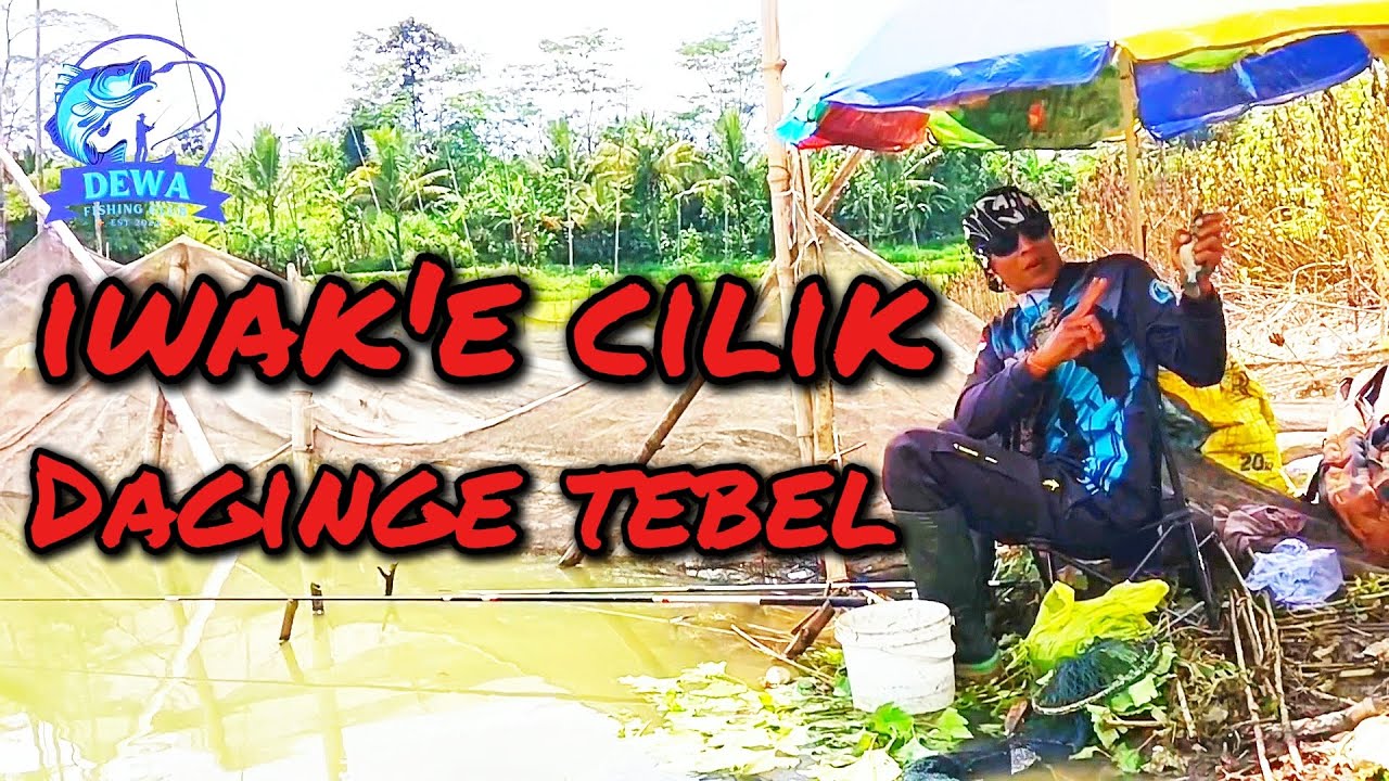 Spot liaran DULTAS‼️ belakang kandang sapi‼️