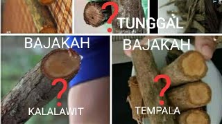 PENJELASAN FOTO BAJAKAH YANG VIRAL DAN NAMA ILMIAHNYA AGAR TIDAK JADI KORBAN BAJAKAH.