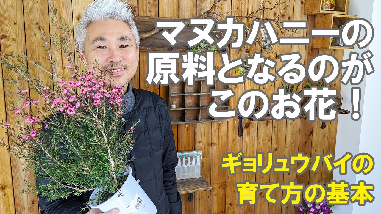 ギョリュウバイ 魚柳梅 の育て方 植え替え 剪定 花はマヌカハニーの原料 難しくないやり方 Youtube