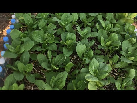تصویری: کلم بیلکو ناپا – نحوه رشد گیاهان کلم بیلکو