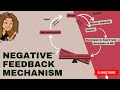 Negative feedback mechanism + regulation of the blood pressure by negative feedback
