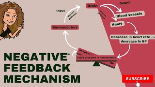 Negative feedback mechanism + regulation of the blood pressure by negative feedback
