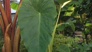 GARDENING GUIDE: How I pot up my Giant Elephant-ear Taro plants for spring.