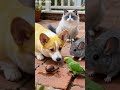 Curious Corgi Squad Meets a Snail 🐌🐶 | Shorts