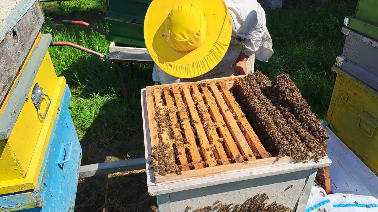 Albine,  vrem să  roim !!!